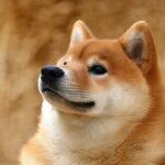 Justin Sun: Blockchain Innovator and TRON Founder