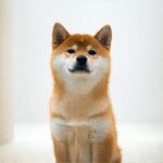 Shiba Inu ETF: How It Works, Benefits, and Investment Potential