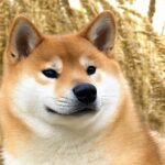 Solana Price: Live SOL Value, Market Cap, and Latest Updates