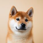 Shiba Inu Price | Live SHIB Value, Market Cap & Latest Updates